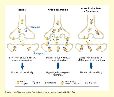 α2δ-1–NMDA Receptor Interactions Are Responsible for Increases in Pain Sensitivity Caused by ...