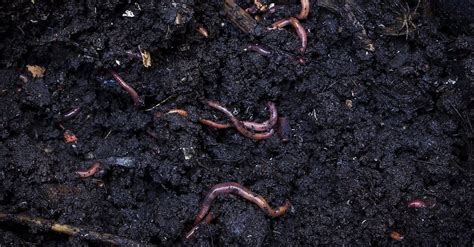 Soil With Earthworms Free Stock Video Footage, Royalty-Free 4K & HD Video Clip