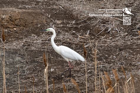 Ardea alba on Behance