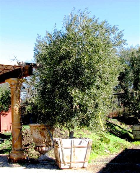 Olive Tree Farm Nursery - Careful Selection, Delivery and Planting.