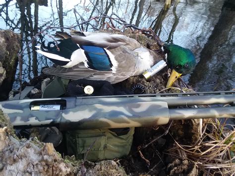 Got my first mallard on my first season duck hunting. Robeson co. Nc : r/Hunting