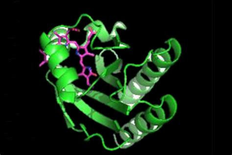 Small Fluorescent Protein Helps to Create More Detailed Biomedical Images