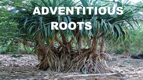 Adventitious Root - YouTube