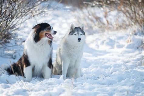 Australian Shepherd Husky Mix: Meet The Lively Aussie Husky