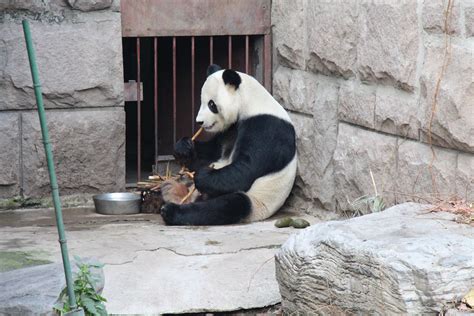 Beijing, China: Day 5 – Pandas/Zoo – Adventures of the 4 JLs