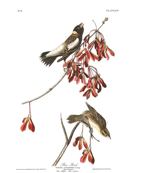 Rice Bird | John James Audubon's Birds of America