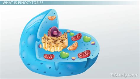 Pinocytosis: Definition & Examples - Video & Lesson Transcript | Study.com