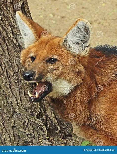 Maned Wolf stock photo. Image of legs, brachyurus, mammal - 73563182