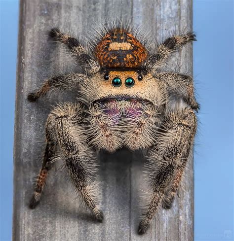 Female regal jumping spider (Phidippus regius) [OC] [1161x1199]