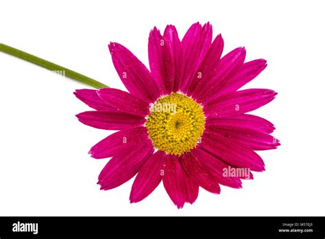 Flower of pyrethrum, isolated on white background Stock Photo - Alamy