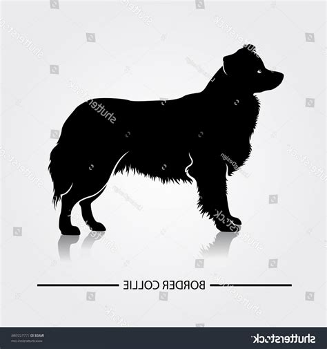 Border Collie Silhouette Vector at Vectorified.com | Collection of ...