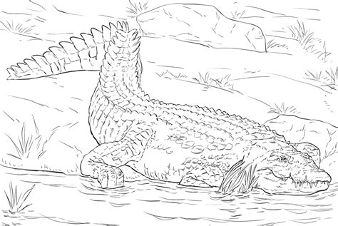 Realistic Nile Crocodile Coloring Page - Free Printable Coloring Pages