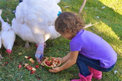 Farm Animal Sanctuaries in the US: Visit, Volunteer, & Meet the Animals!