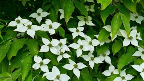 5 Kousa Dogwood Varieties: How to Grow Kousa Dogwoods - 2022 - MasterClass