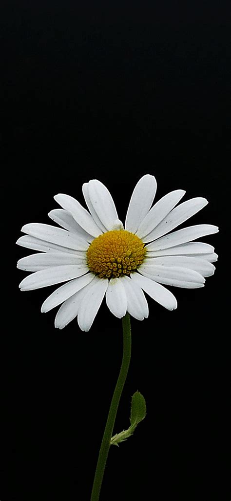 Portrait, White Flower, Minimal, Daisy, Wallpaper - Daisy Wallpaper Iphone Hd (#2047739) - HD ...