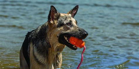 Aqua Floating Fetch Dog Water Toy - My Inviting Home