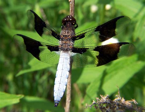 entomology - Dragonfly Identification - Biology Stack Exchange