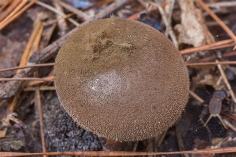 Lycoperdon umbrinum: The Umber Brown Puffball