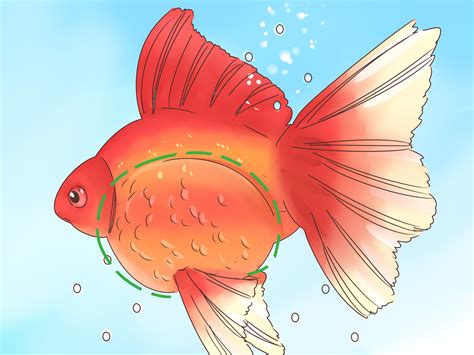 How to Tell if a Goldfish Is Pregnant: 8 Steps (with Pictures)