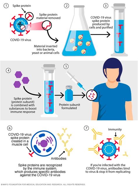 Diferentes tipos de vacunas contra la COVID-19: cómo funcionan - Mayo Clinic