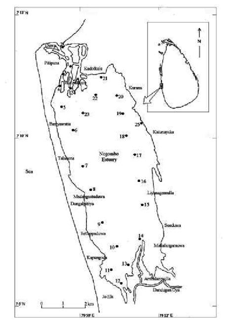 Map of the Negombo estuary showing sampling sites | Download Scientific Diagram