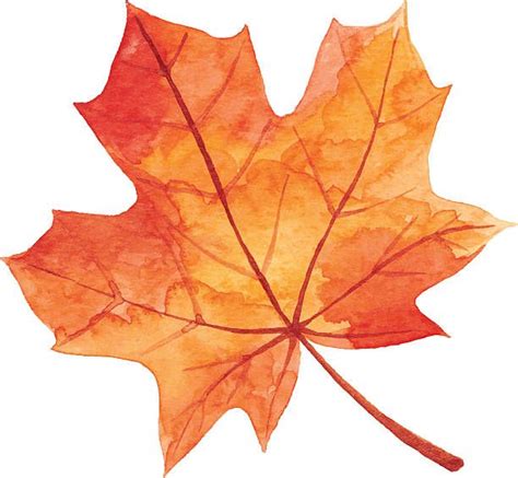 35,100+ Maple Leaf Stock Illustrations, Royalty-Free Vector Graphics ...