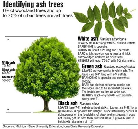 Emerald Ash Borer (Agrilus planipennis) In North America, it has only ...