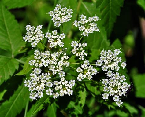 Cicuta maculata (Beaver Poison, Cowbane, Poison Hemlock, Poison Parsnip, Spotted Cowbane ...