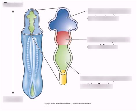 Three Primary brain vesicles Diagram | Quizlet