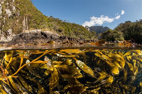 Re-examining Remote Kelp Forests After 45 Years | The Daily Nexus