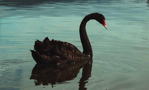 The Black Swan of Leadership - The Emotional Leader - Leadership Circle