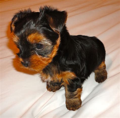 Courtney's AKC Yorkies: Yorkie Puppies 6 Weeks Old