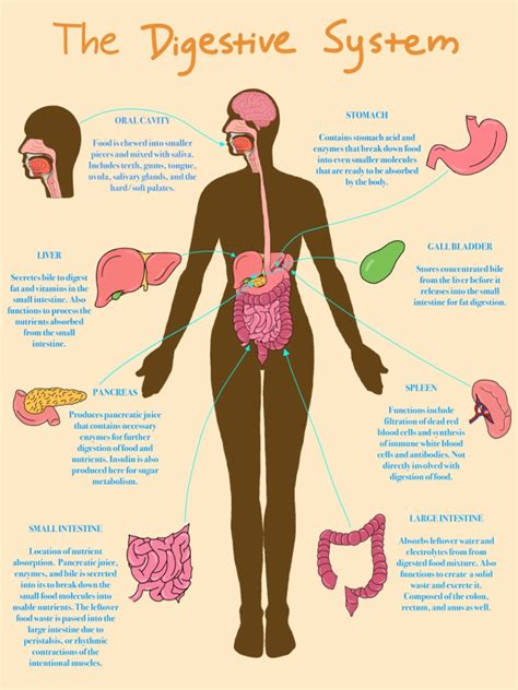 Digestive System and Functions Poster | PDF