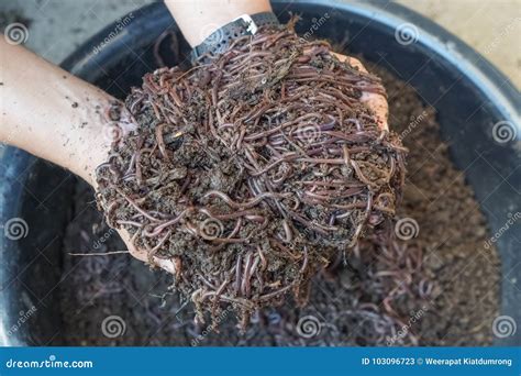 Earthworm farm stock image. Image of nature, closeup - 103096723