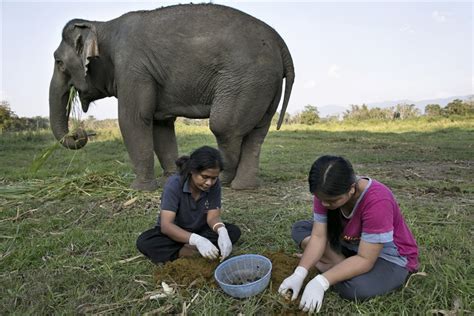 Elephant poop coffee, Thailand’s new delicacy | barfblog