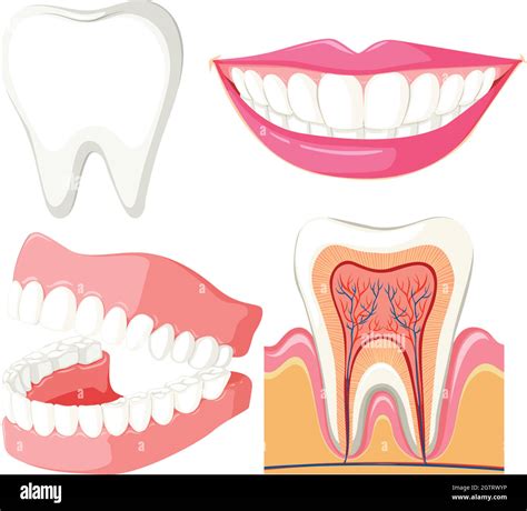 Teeth clipping Stock Vector Images - Alamy