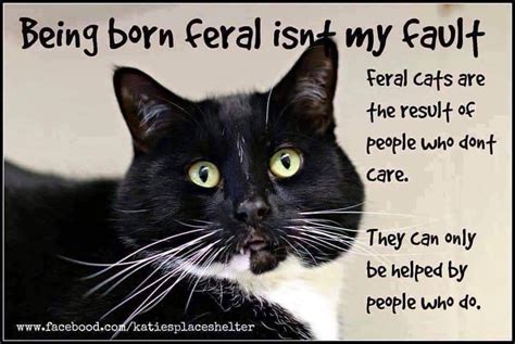 Pin by Allison Hayes on Cat-Cetera | Feral cats, Cats, Cat care