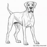 Great Dane Coloring Pages  Free & Printable sketch template