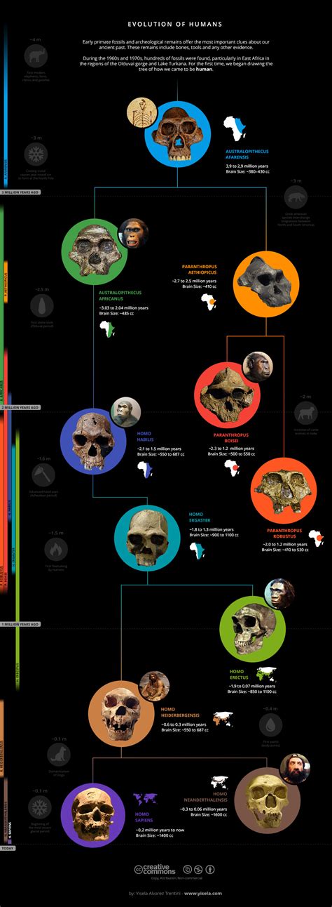 Creative Commons Infographic: Human Evolution :: Behance