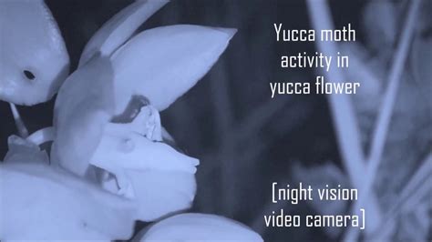 Yucca moth egg-laying and pollination behavior - YouTube