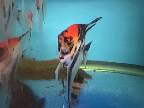 Red devil angelfish xl for sale - Exotic Fish Shop - 774-400-4598