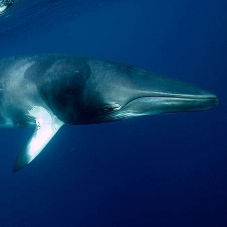 Cairns Minke Whale Dive Trips