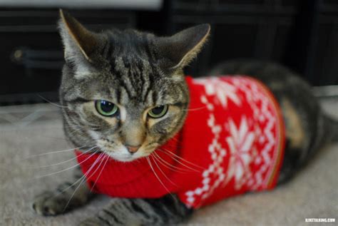 Caterville: Cats Wearing Christmas Sweaters