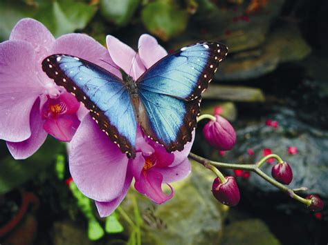 Magic Wings Butterfly Conservatory & Gardens in Deerfield, MA - New England Today