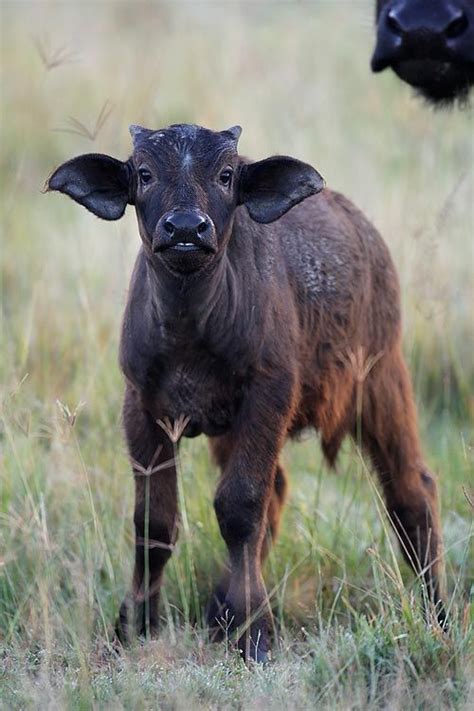 Young one! A little African Buffalo calf stands near its mother http://en.wikipedia.org/wiki ...