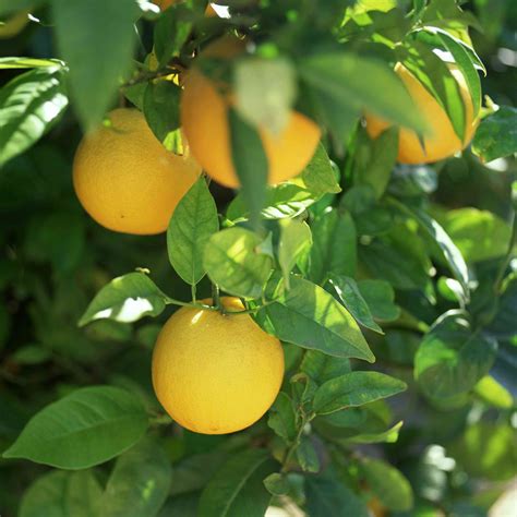 How to Grow and Care for Lemon Trees