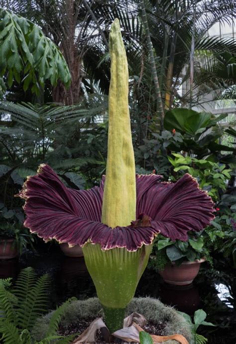 The Corpse Flower, The World's Biggest Flower With A Pungent Smell