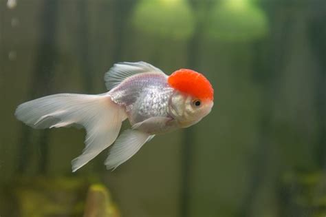 How to Identify and Care for Red Cap Oranda Fish | Cuteness