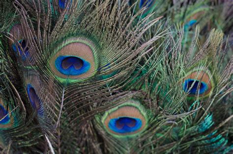 Peacock Feathers, India. Photo: Amanda Ray – Dance Bridges