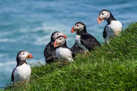 Wildlife and Animals in Iceland: Puffins and More | I am Reykjavik